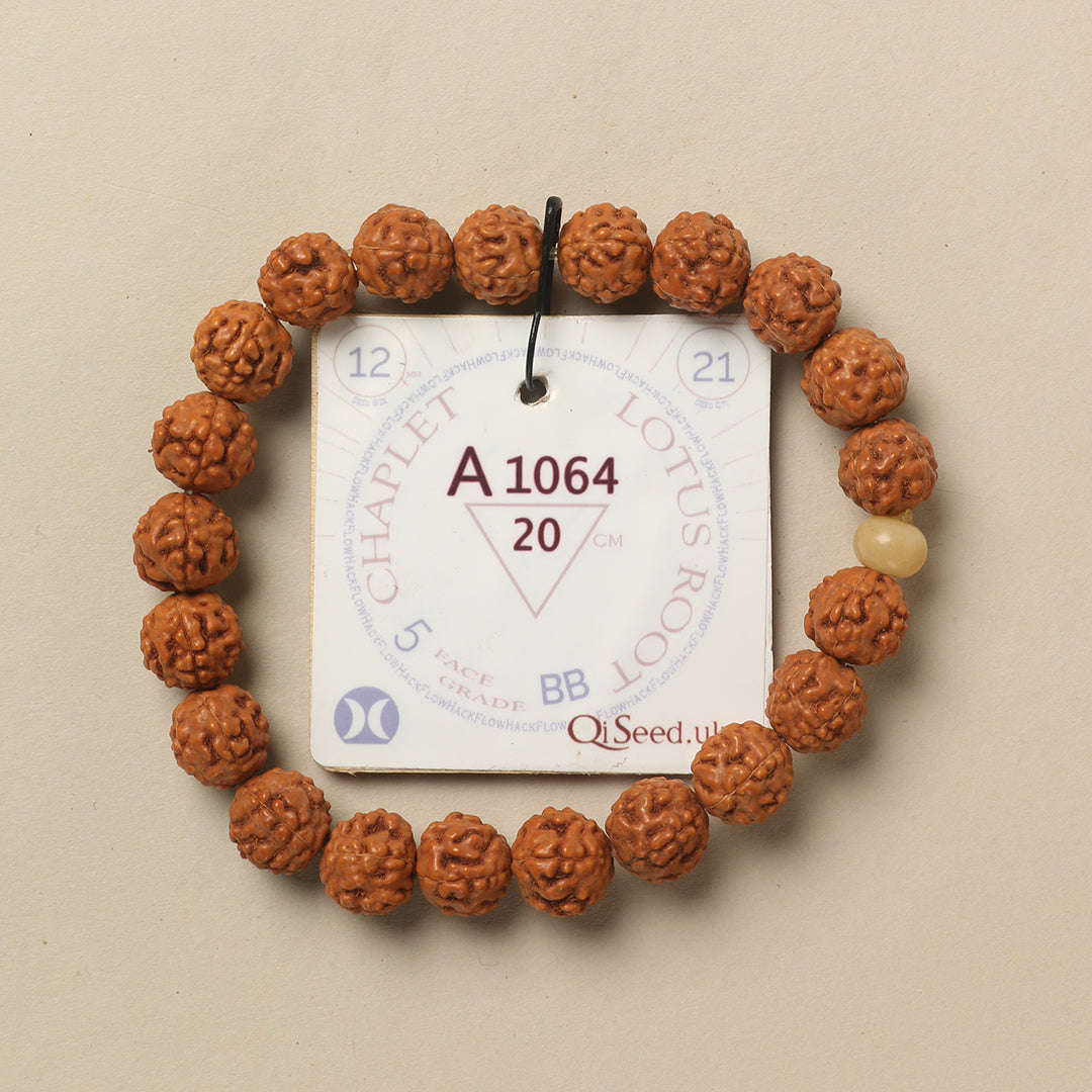 Lotus Root Chaplet (21 Rudraksha • 20 cm Fit) | Class BB | No. A1064
