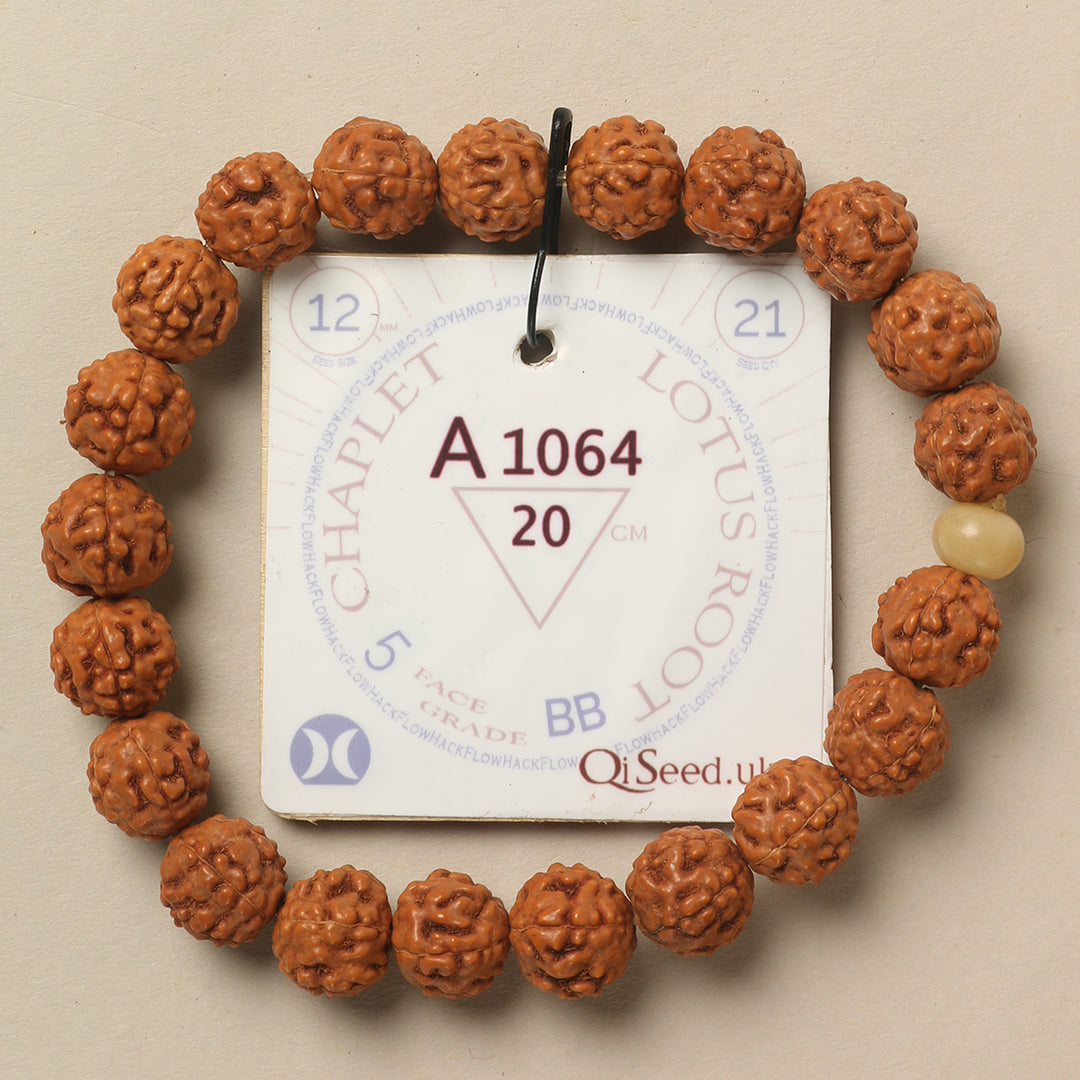 A1064 - Lotus Root Chaplet 20 cm XL