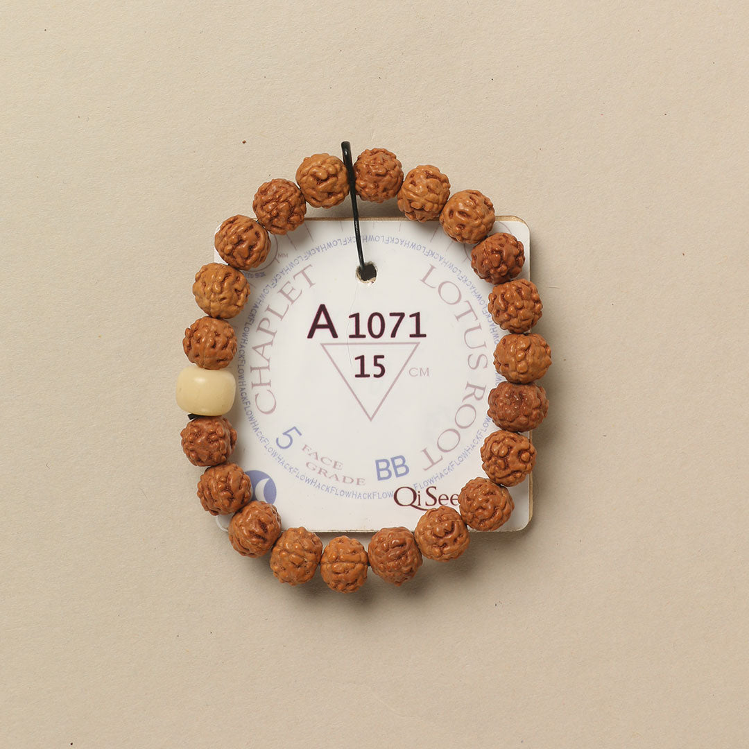 Lotus Root Chaplet (21 Rudraksha • 15 cm Fit) | Class BB | No. A1071