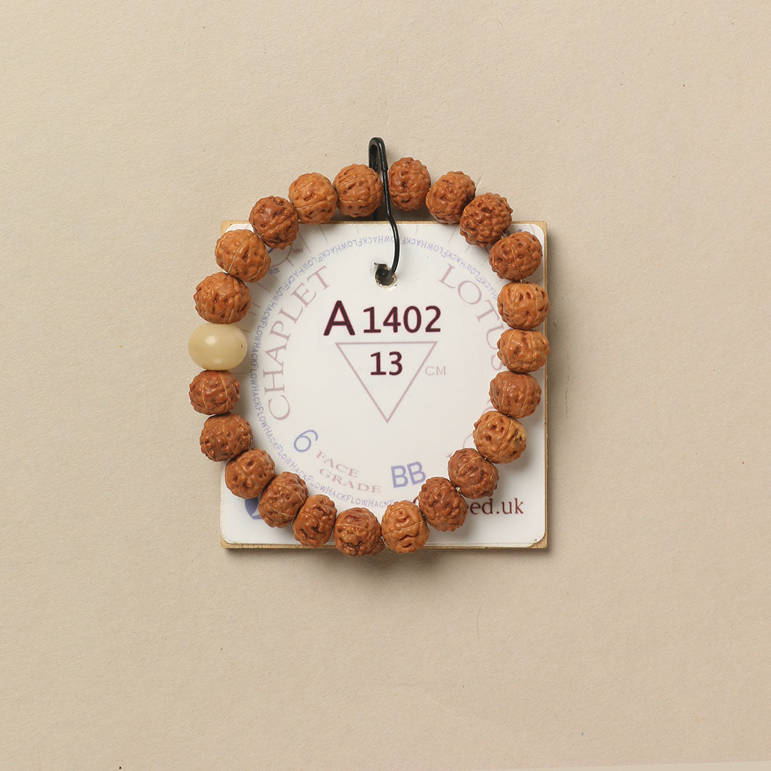 Lotus Root Chaplet (21 Rudraksha • 13 cm Fit) | Class BB | No. A1402