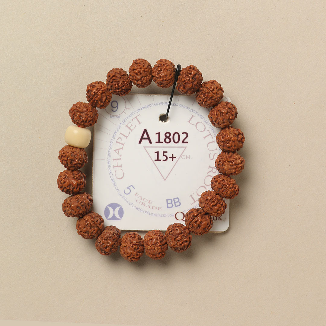 Lotus Root Chaplet (21 Rudraksha • 15+ cm Fit) | Class BB | No. A1802