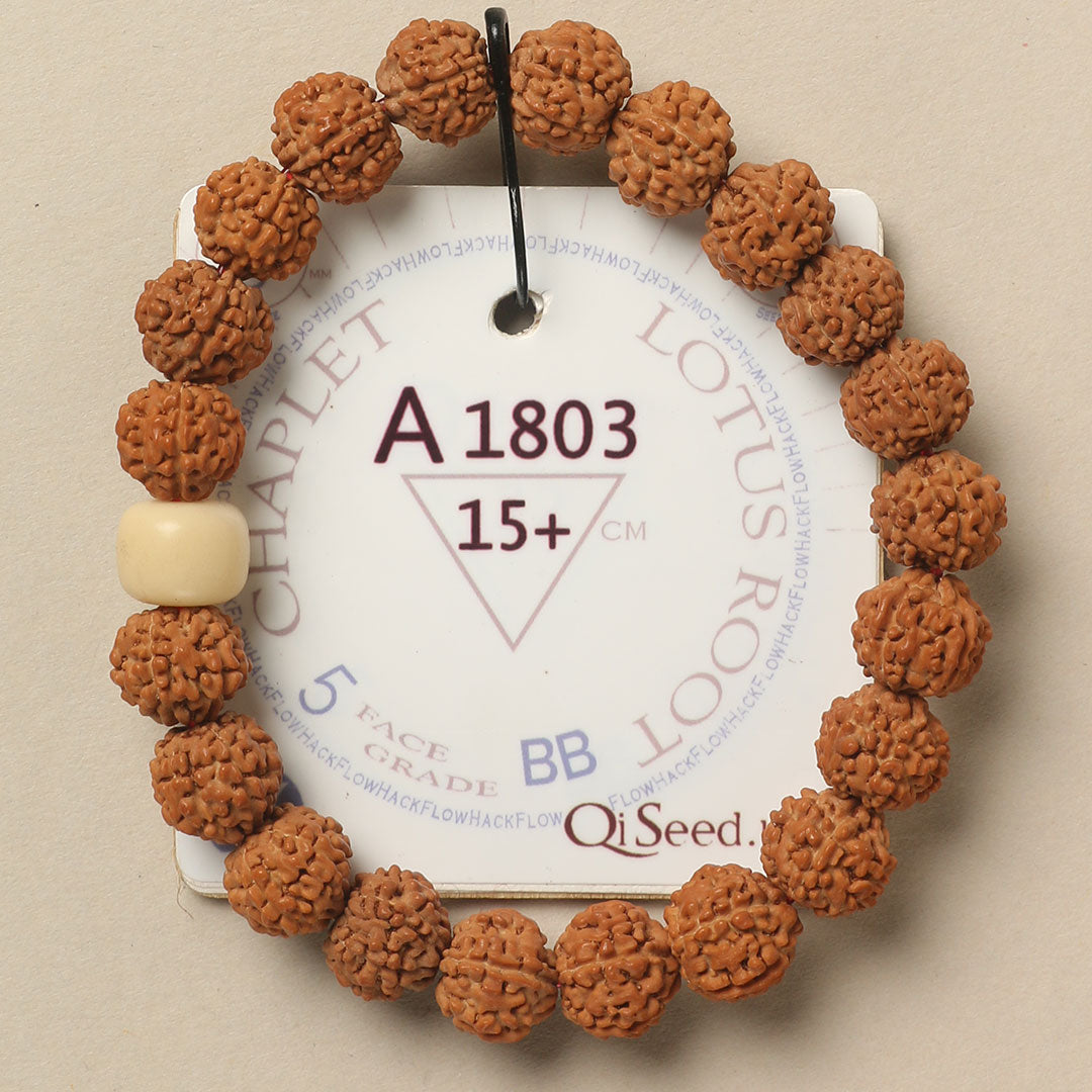 Lotus Root Chaplet (21 Rudraksha • 15+ cm Fit) | Class BB | No. A1803