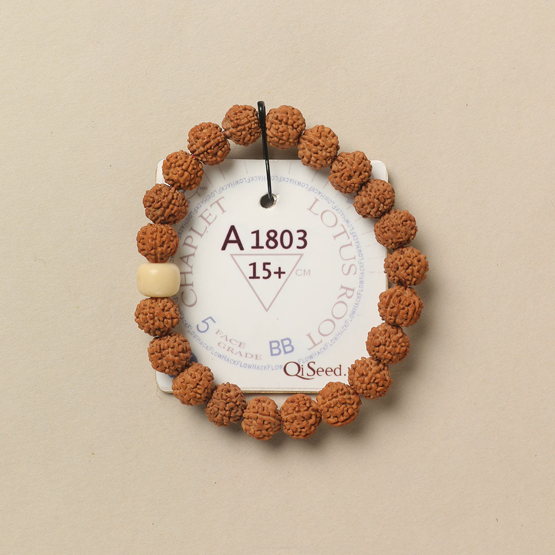 A1803 - Lotus Root Chaplet 15+ cm S+