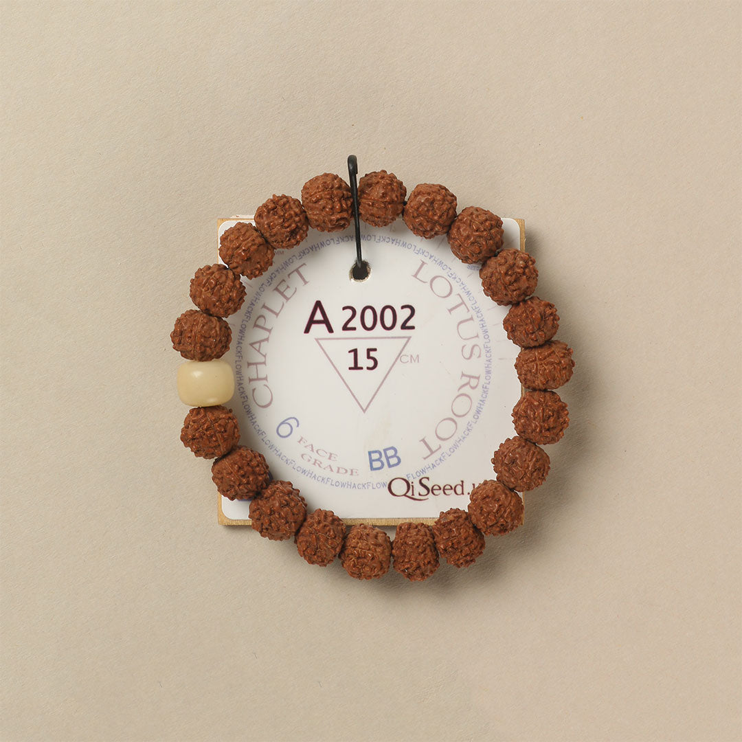 Lotus Root Chaplet (21 Rudraksha • 15 cm Fit) | Class BB | No. A2002