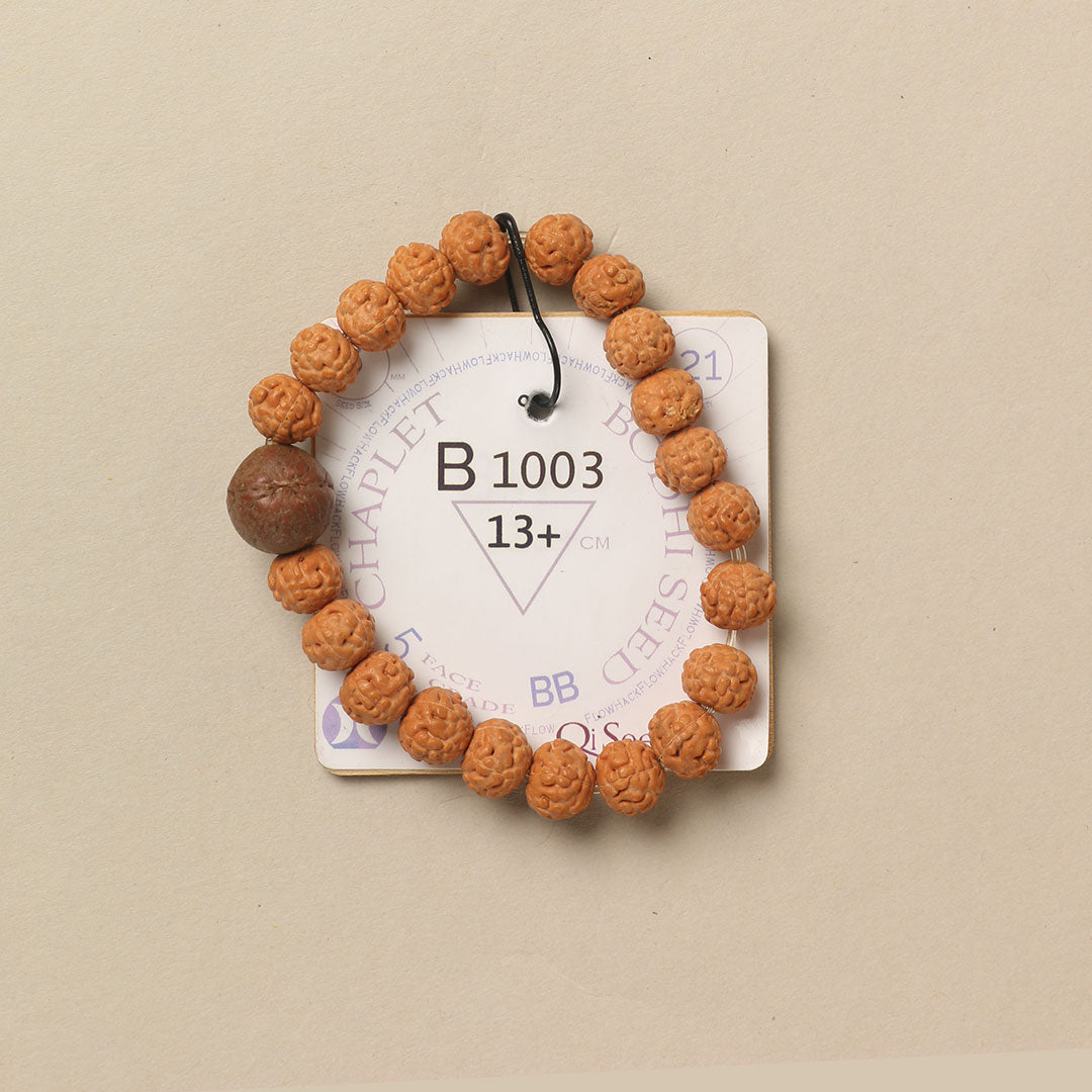 Bodhi Seed Chaplet (21 Rudraksha • 13+ cm Fit) | Class BB | No. B1003