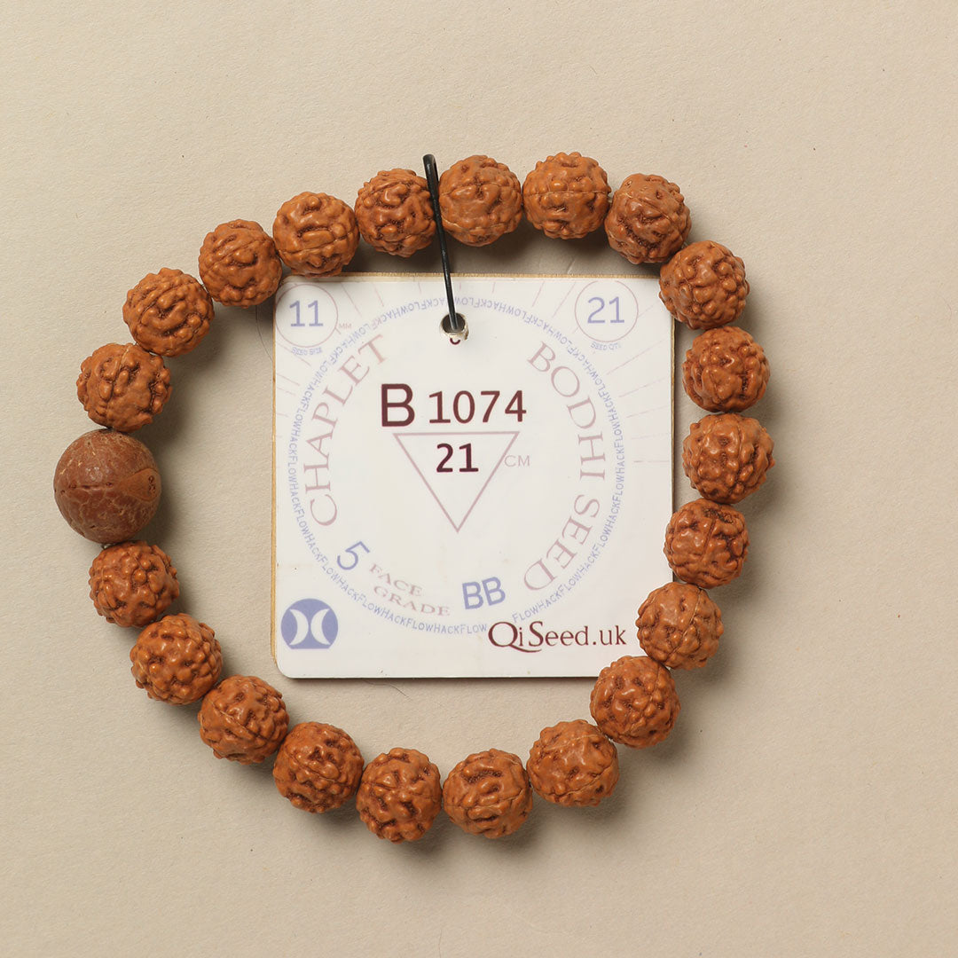 Bodhi Seed Chaplet (21 Rudraksha • 21 cm Fit) | Class BB | No. B1074