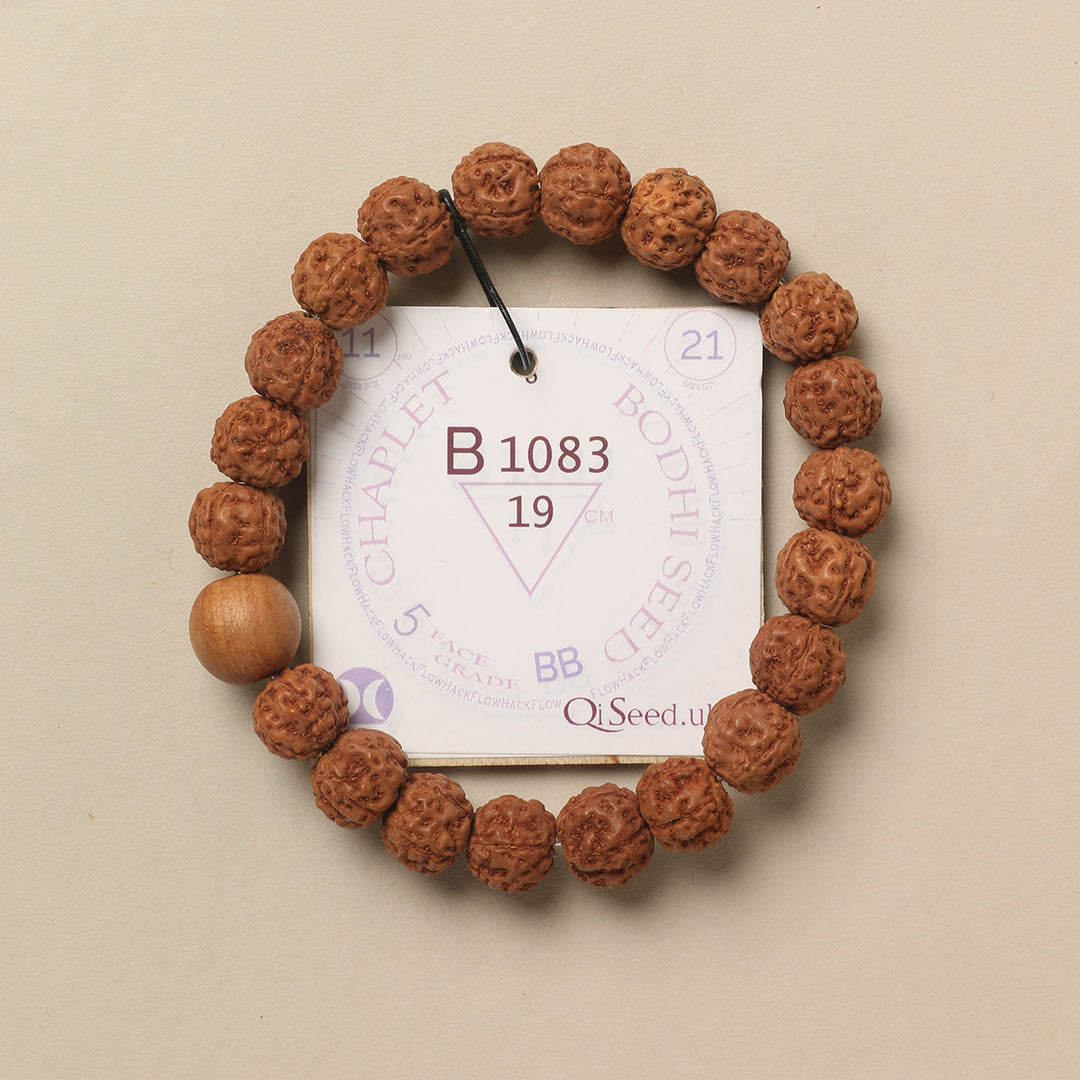 Bodhi Seed Chaplet (21 Rudraksha • 19 cm Fit) | Class BB | No. B1083