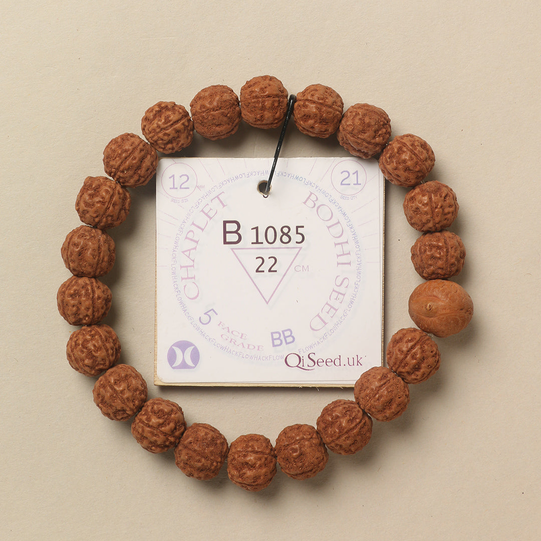 Bodhi Seed Chaplet (21 Rudraksha • 22 cm Fit) | Class BB | No. B1085