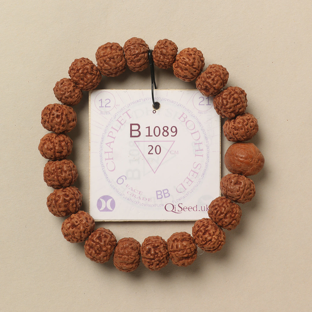 Bodhi Seed Chaplet (21 Rudraksha • 20 cm Fit) | Class BB | No. B1089