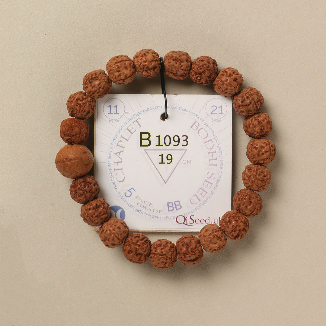 Bodhi Seed Chaplet (21 Rudraksha • 19 cm Fit) | Class BB | No. B1093