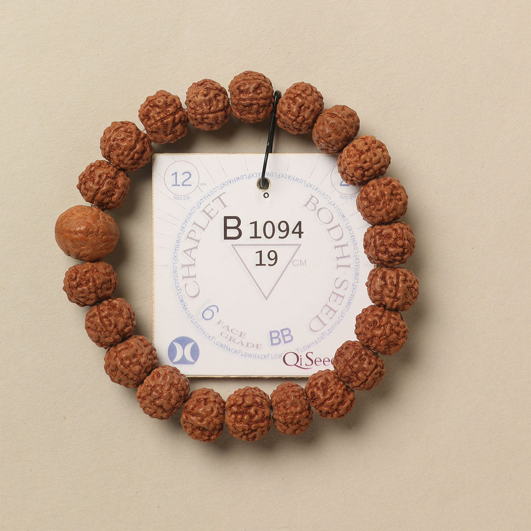 Bodhi Seed Chaplet (21 Rudraksha • 19 cm Fit) | Class BB | No. B1094