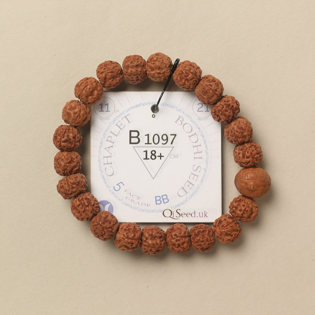 Bodhi Seed Chaplet (21 Rudraksha • 18+ cm Fit) | Class BB | No. B1097