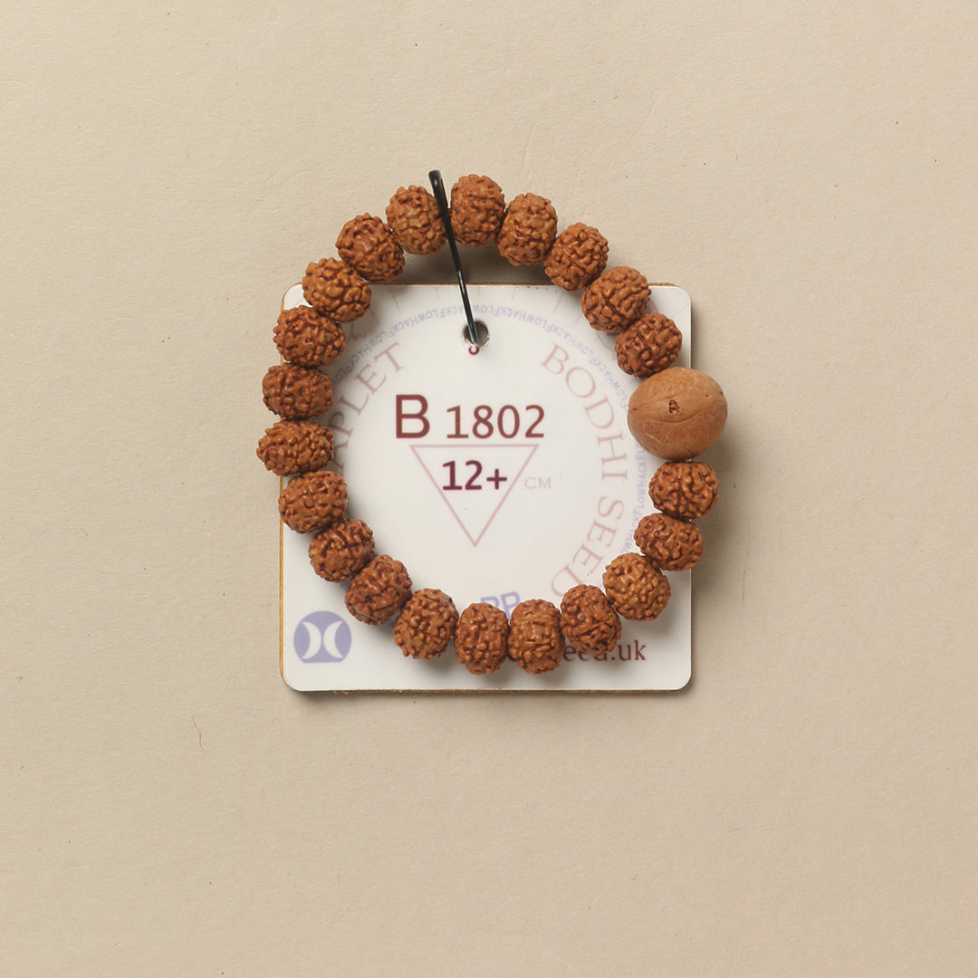 Bodhi Seed Chaplet (21 Rudraksha • 12+ cm Fit) | Class BB | No. B1802