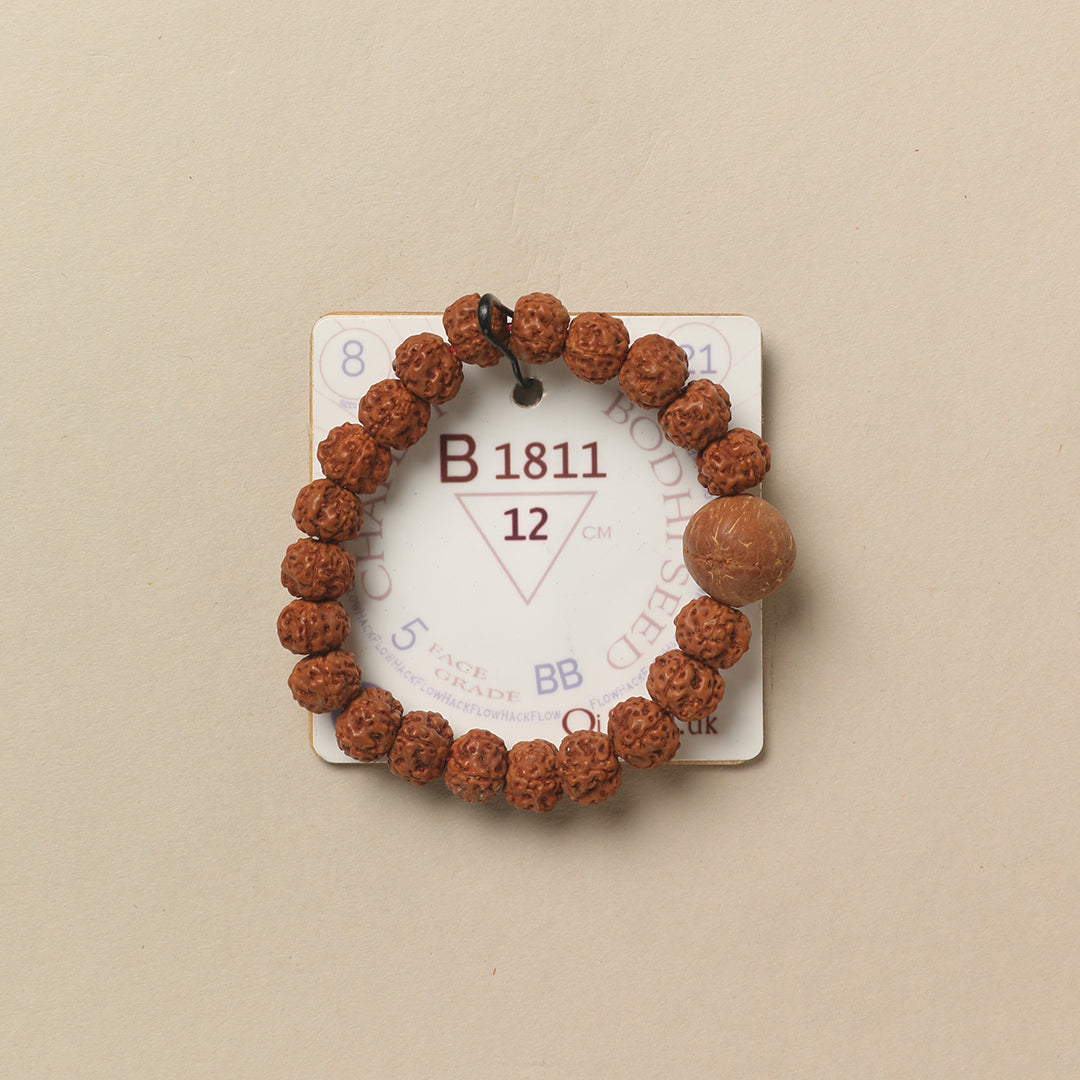 Bodhi Seed Chaplet (21 Rudraksha • 12 cm Fit) | Class BB | No. B1811