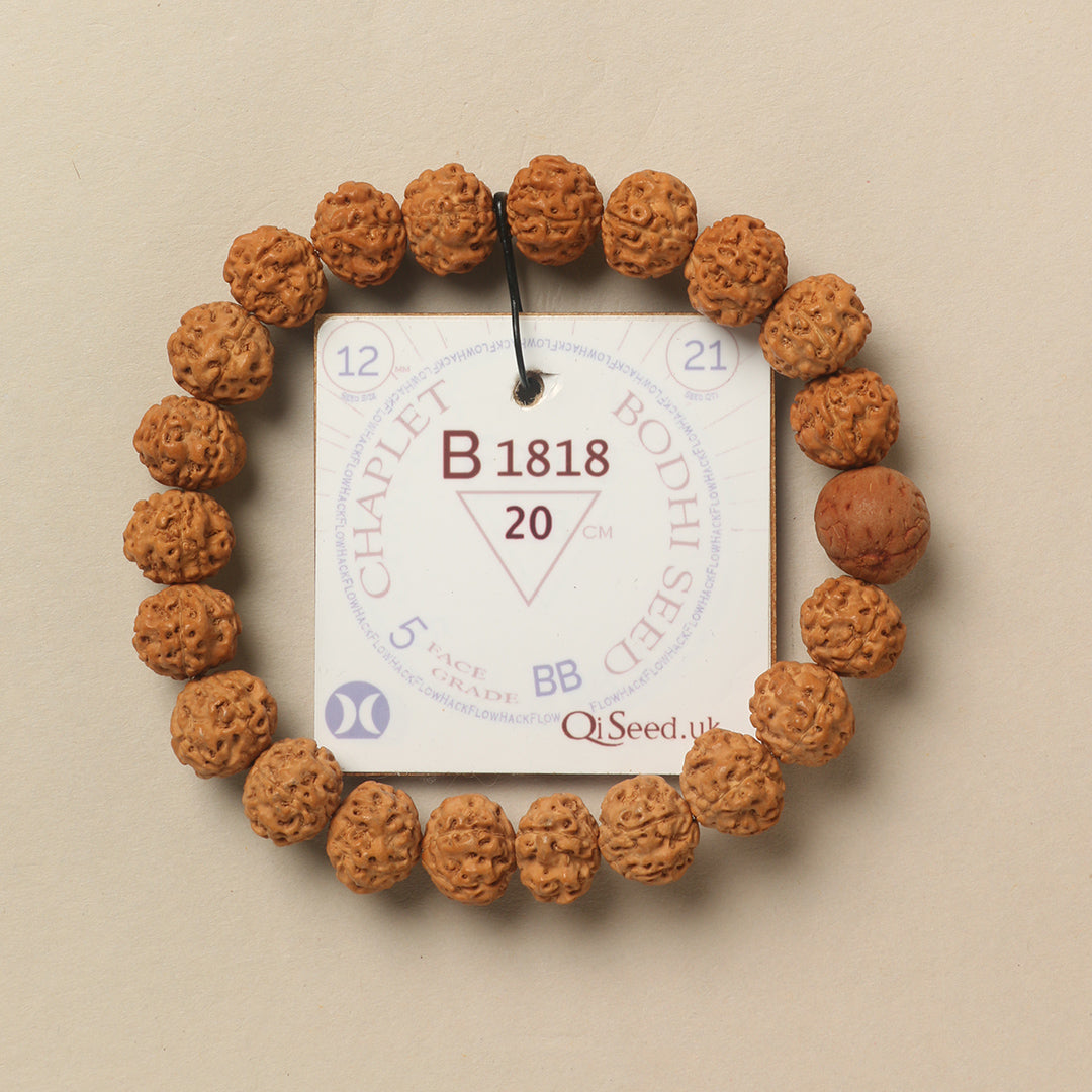 Bodhi Seed Chaplet (21 Rudraksha • 20 cm Fit) | Class BB | No. B1818