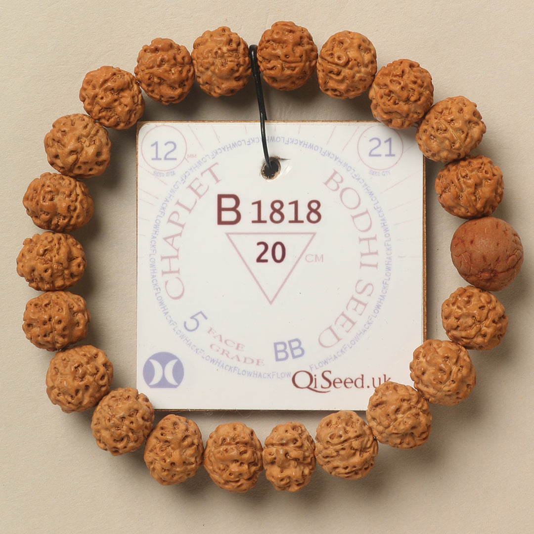 B1818 - Bodhi Seed Chaplet 20 cm XL