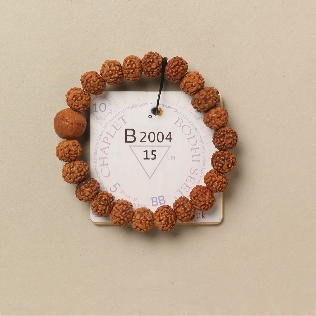 Bodhi Seed Chaplet (21 Rudraksha • 15 cm Fit) | Class BB | No. B2004