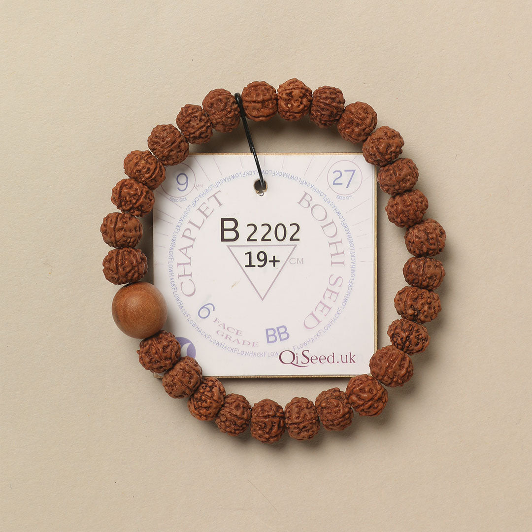 Bodhi Seed Chaplet (27 Rudraksha • 19+ cm Fit) | Class BB | No. B2202
