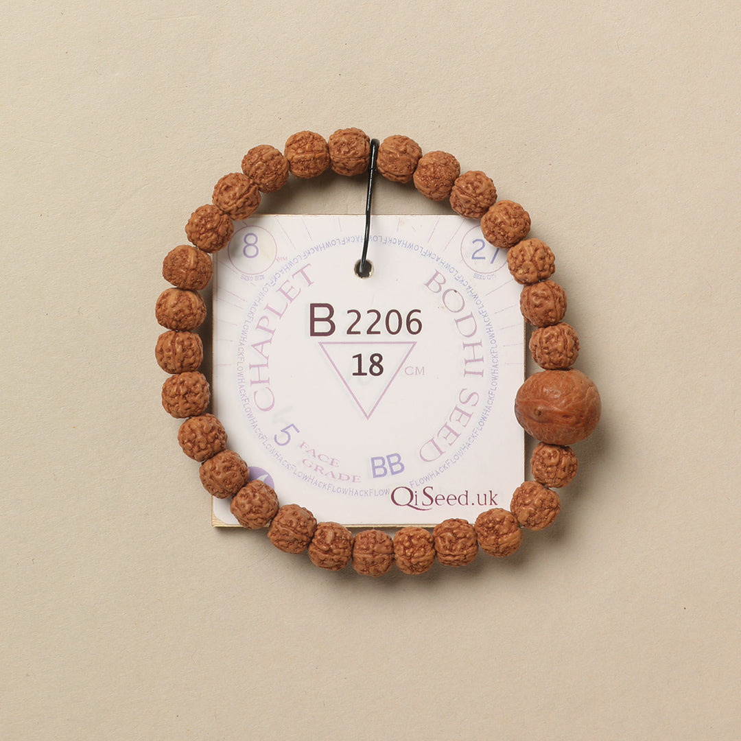 Bodhi Seed Chaplet (27 Rudraksha • 18 cm Fit) | Class BB | No. B2206