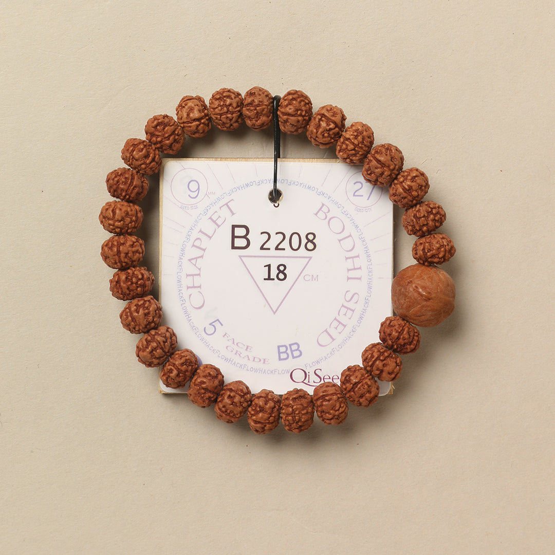 Bodhi Seed Chaplet (27 Rudraksha • 18 cm Fit) | Class BB | No. B2208