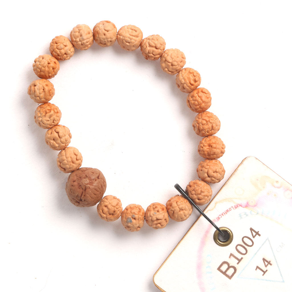 Bodhi Seed Chaplet (21 Rudraksha • 14 cm Fit) | Class BB | No. B1004