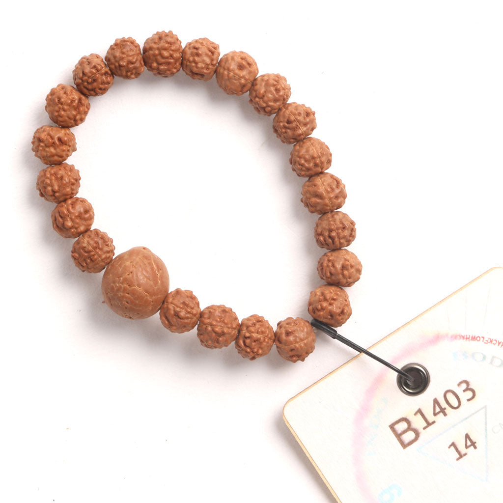 Bodhi Seed Chaplet (21 Rudraksha • 14 cm Fit) | Class BB | No. B1403