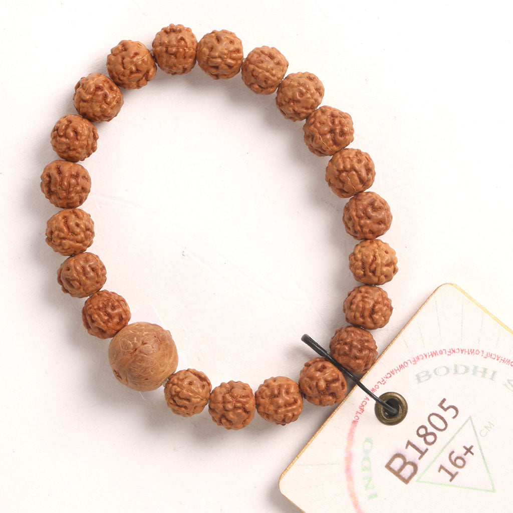 Bodhi Seed Chaplet (21 Rudraksha • 16+ cm Fit) | Class BB | No. B1805