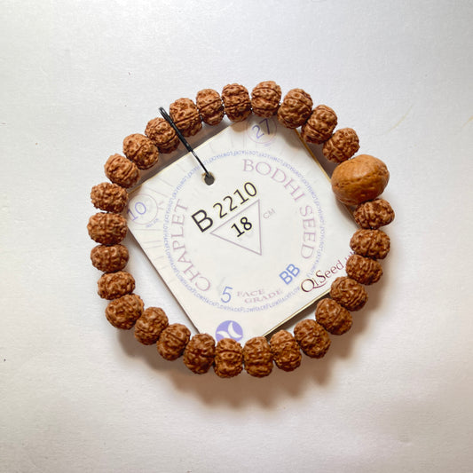 B2210 - Bodhi Seed Chaplet   18 cm  L