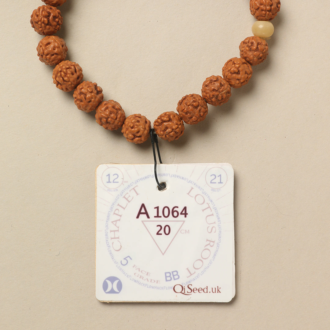 A1064 - Lotus Root Chaplet   20 cm  XL