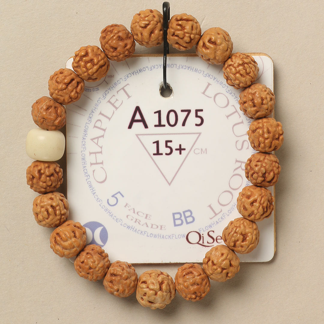 A1075 - Lotus Root Chaplet   15+ cm  S+