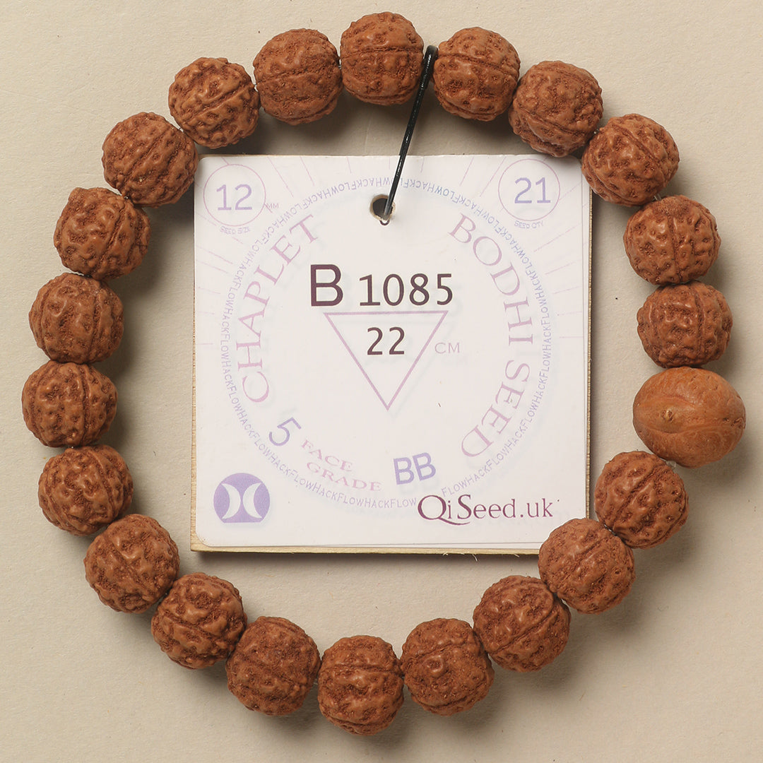 B1085 - Bodhi Seed Chaplet   22 cm  XXL