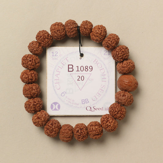 B1089 - Bodhi Seed Chaplet   20 cm  XL