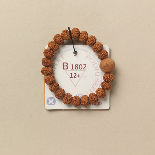 B1802 - Bodhi Seed Chaplet   12+ cm  XS