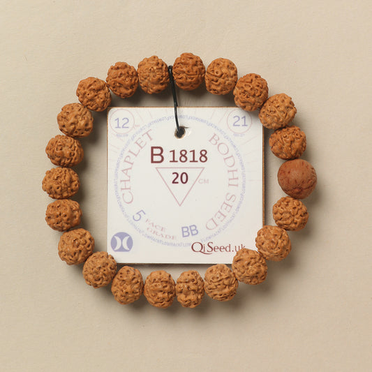 B1818 - Bodhi Seed Chaplet   20 cm  XL