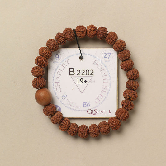 B2202 - Bodhi Seed Chaplet   19+ cm  L+