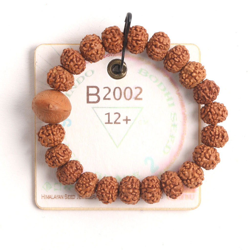 B2002 - Bodhi Seed Chaplet   12+ cm  XS